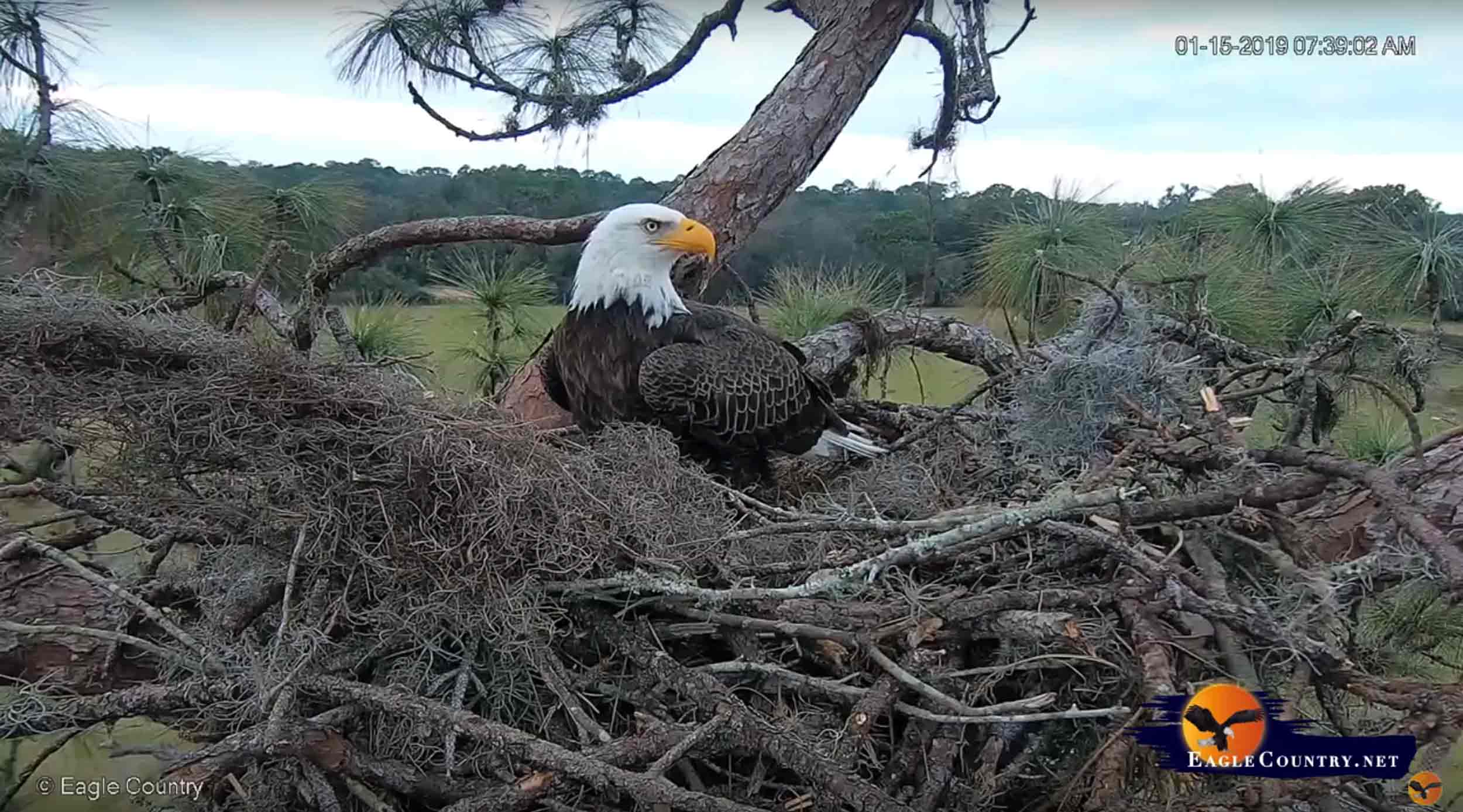 Un-Avistamiento-de-Vanguardia-Dahua-Dona-Cámara-a-hábitat-de-Águila-calva Bsai Seguridad y Controles